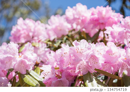 青空の下のピンクのツクシシャクナゲの花 青空の下のピンクのツクシシャクナゲの花 134754719