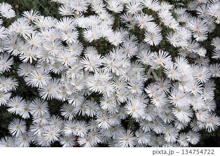 一面の白いマツバギクの花 134754722