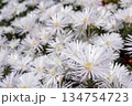 マツバギクの花のアップ 134754723