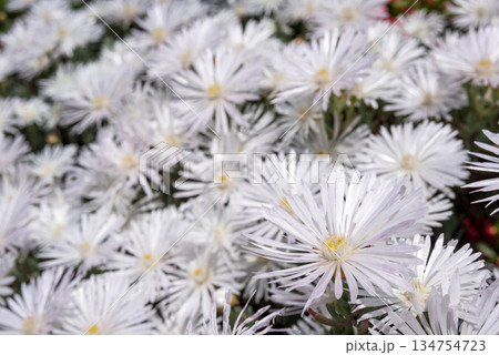 マツバギクの花のアップ 134754723