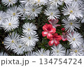 白いマツバギクとサツキの花 134754724