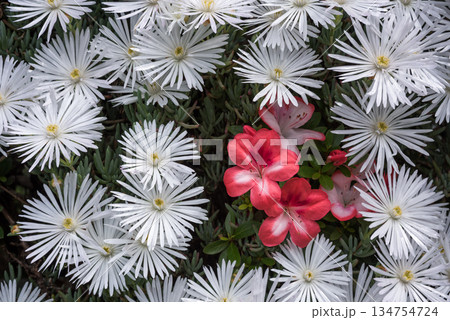 白いマツバギクとサツキの花 134754724