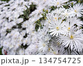 マツバギクの花のアップと花のボケ 134754725