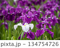 紫の花菖蒲をバックに白い花菖蒲の花 134754726