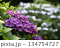 白い花のボケをバックに紫の紫陽花の花 134754727