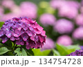 ピンクの花のボケをバックに赤紫の紫陽花の花 134754728