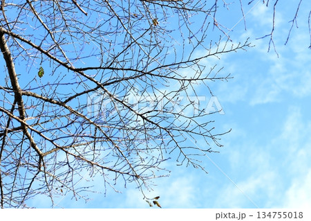 枯れ枝と青空 134755018