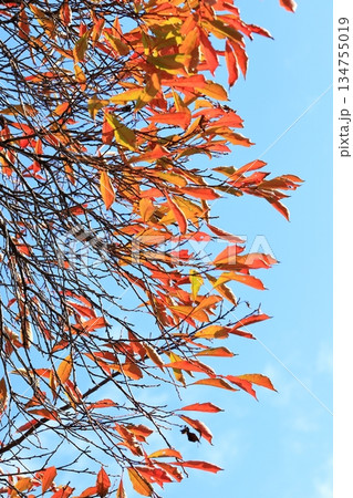 紅葉した葉と青空　タテ位置 134755019