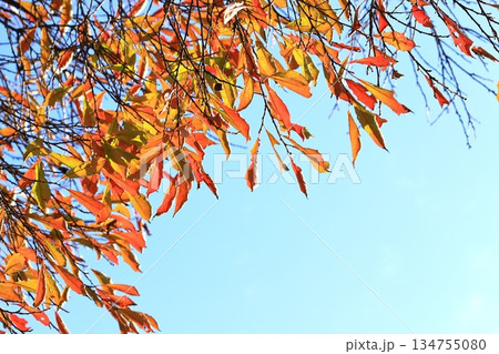 紅葉した葉と青空 134755080