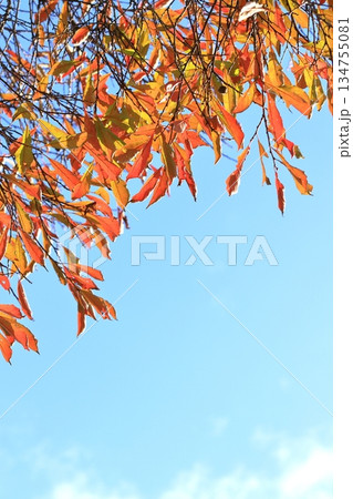 紅葉した葉と青空 タテ位置 紅葉した葉と青空 タテ位置 134755081