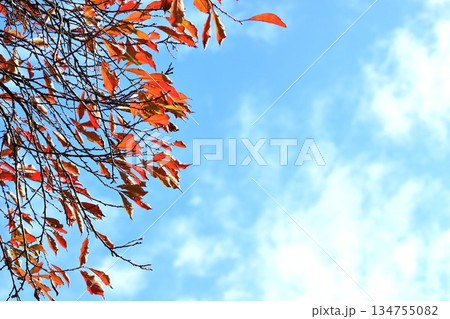 紅葉した葉と青空 134755082