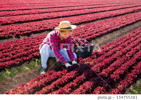 Young female worker harvesting red lettuce at vegetable plantation Young female worker harvesting red lettuce at vegetable plantation 134755381