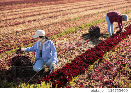 Asian girl worker harvesting red lettuce at farm plantation 134755400