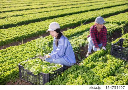 Two female plantation workers picking fresh lettuce Two female plantation workers picking fresh lettuce 134755407