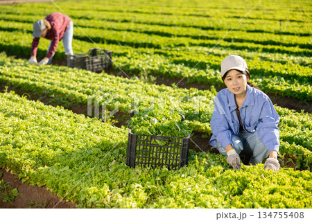 Smiling young asian female farmer harvesting green lettuce at field Smiling young asian female farmer harvesting green lettuce at field 134755408