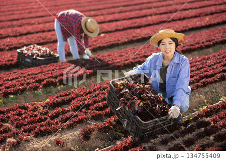 Young woman horticulturist picking ripe red leaf lettuce Young woman horticulturist picking ripe red leaf lettuce 134755409