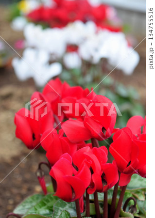 シクラメン 134755516