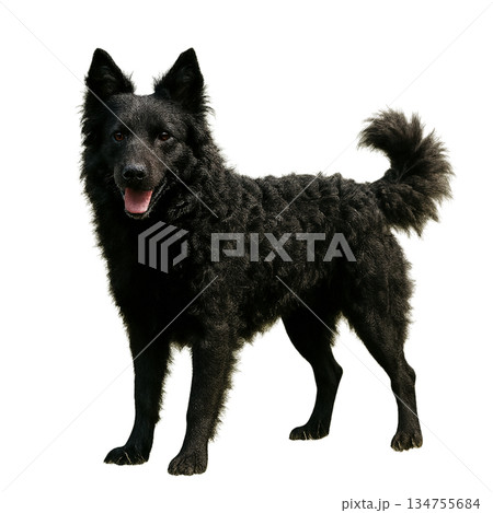 黒い巻き毛の犬クロアチアンシープドッグ（背景透過・切り抜き素材） 134755684