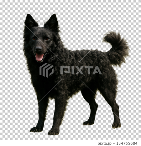 黒い巻き毛の犬クロアチアンシープドッグ（背景透過・切り抜き素材） 134755684