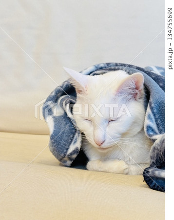 ソファでくつろぐ白猫 134755699
