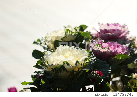 鉢植えの葉ボタン　冬風景 134755746