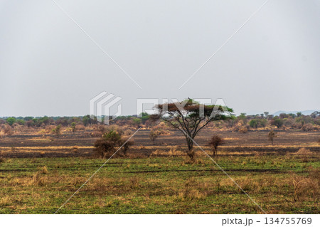A tranquil serengeti landscape A tranquil serengeti landscape 134755769