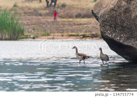 Nil geese near lake victoria 134755774