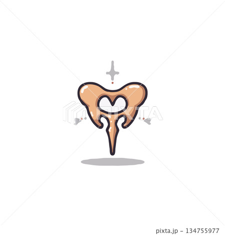 Stylized anatomical illustration: Pelvic structure for medical or educational purposes, presenting Stylized anatomical illustration: Pelvic structure for medical or educational purposes, presenting 134755977