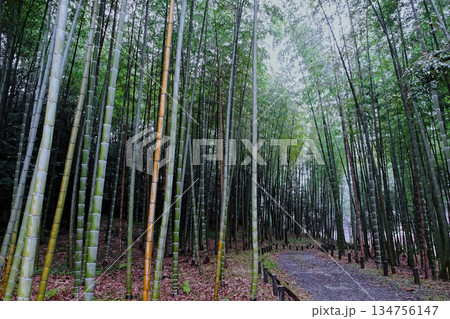 冬の孟宗竹林 雨の日 冬の孟宗竹林 雨の日 134756147