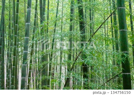 冬の孟宗竹林 雨の日 冬の孟宗竹林 雨の日 134756150