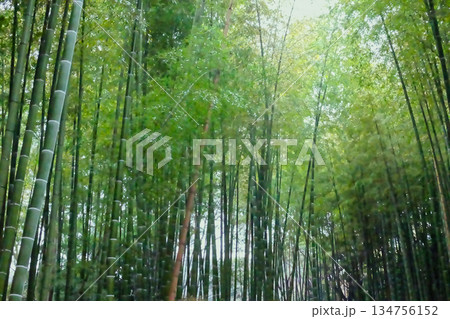 冬の孟宗竹林 雨の日 134756152