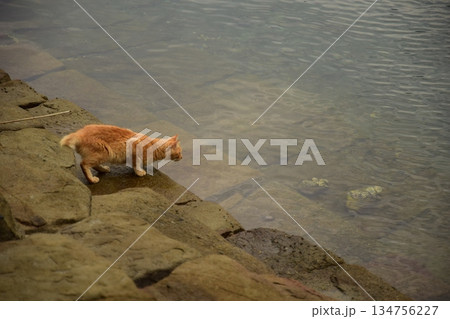 水面に映る自分自身 134756227