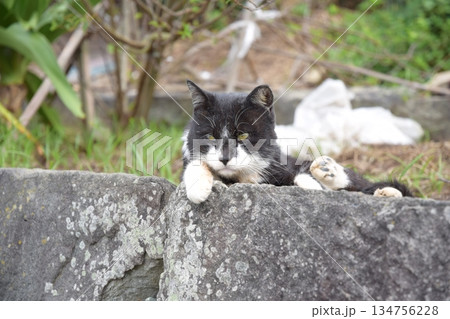 岩の上で休む猫 岩の上で休む猫 134756228