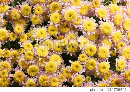 Soft Pink and Yellow Chrysanthemum Flowers Macro Background 134756441