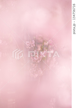 ピンク色のソフトな背景に浮かぶ八重の枝垂れ桜 ピンク色のソフトな背景に浮かぶ八重の枝垂れ桜 134756716