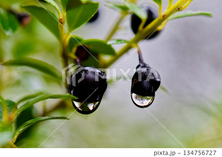 冬の雨イヌツゲの果実の滴 134756727