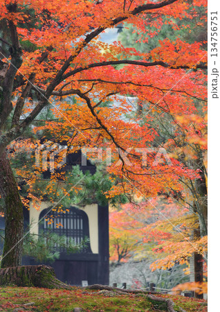 黄葉の南禅寺_1453 黄葉の南禅寺_1453 134756751
