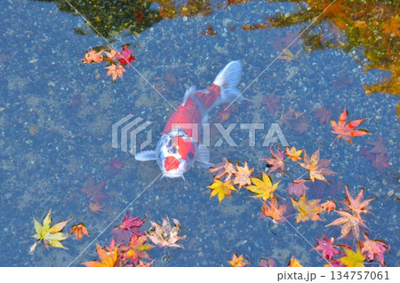 風流 水の上の落葉 鯉 風流 水の上の落葉 鯉 134757061