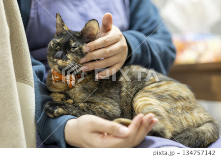 サビ猫 サビ猫 134757142