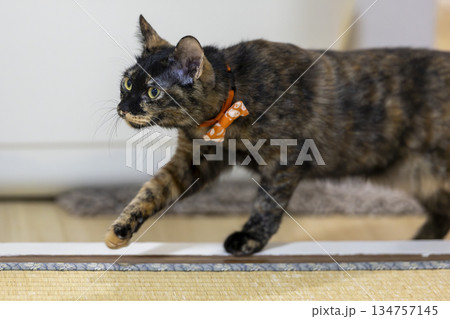 サビ猫 サビ猫 134757145