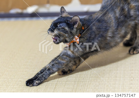 サビ猫 サビ猫 134757147