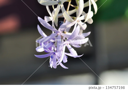 Sandpaper vine, Purple wreath or Queens wreath or purple flower 134757198