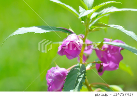 Impatiens balsamina,Garden balsam or Impatiens balsamina L or BALSAMINACEAE or purple flower 134757417