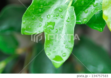 ficus pumila or climbing fig or MORACEAE and rain droplet ficus pumila or climbing fig or MORACEAE and rain droplet 134757583