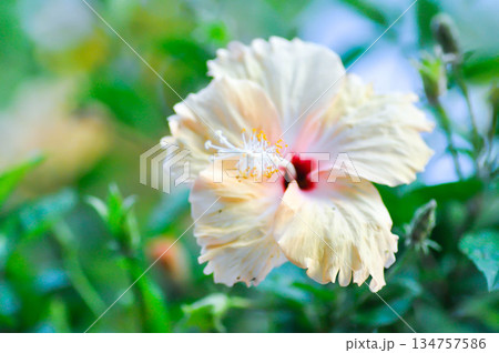 Chinese rose or Hibiscus or Hibiscus rosa sinensis or Hibisceae or Malvaceae , white hibiscus or cream hibiscus Chinese rose or Hibiscus or Hibiscus rosa sinensis or Hibisceae or Malvaceae , white hibiscus or cream hibiscus 134757586