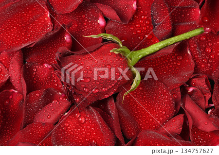 Red rose with water drops on a background of red rose petals. Red rose with water drops on a background of red rose petals. 134757627