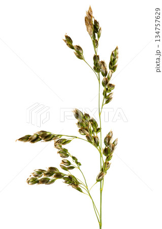 Meadow bluegrass on a pale background. A spikelet with seeds of a perennial cereal plant. The most valuable grass plant. Meadow bluegrass on a pale background. A spikelet with seeds of a perennial cereal plant. The most valuable grass plant. 134757629