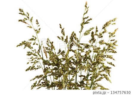 Meadow bluegrass on a pale background. A spikelet with seeds of a perennial cereal plant. The most valuable grass plant. Meadow bluegrass on a pale background. A spikelet with seeds of a perennial cereal plant. The most valuable grass plant. 134757630