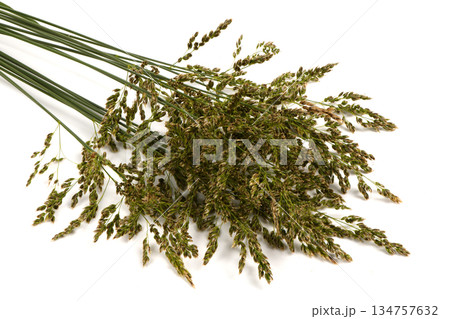 Meadow bluegrass on a pale background. A spikelet with seeds of a perennial cereal plant. The most valuable grass plant. 134757632