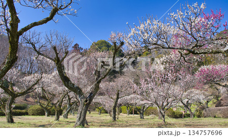 【町田市】梅の花が見頃の薬師池公園 【町田市】梅の花が見頃の薬師池公園 134757696
